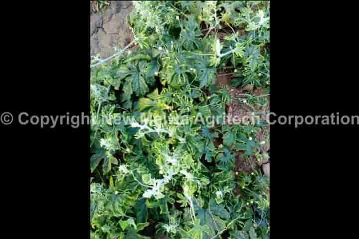 buy online organic certified virucide for leaf curl virus in india